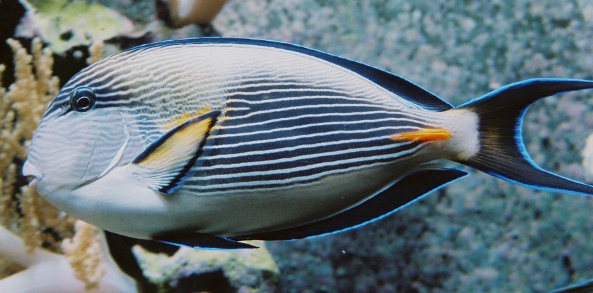 Surgeonfish
