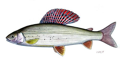 Grayling