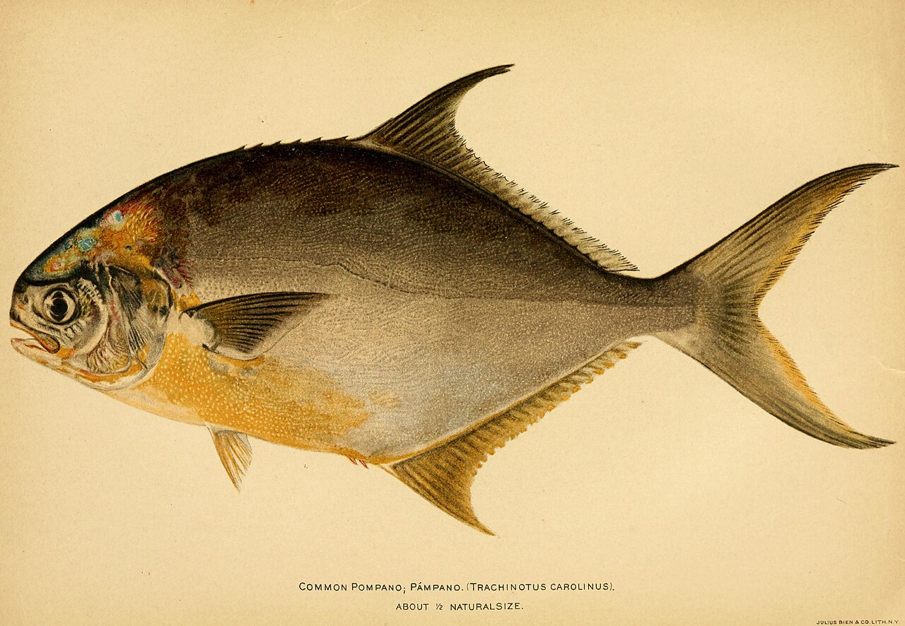 Pompano