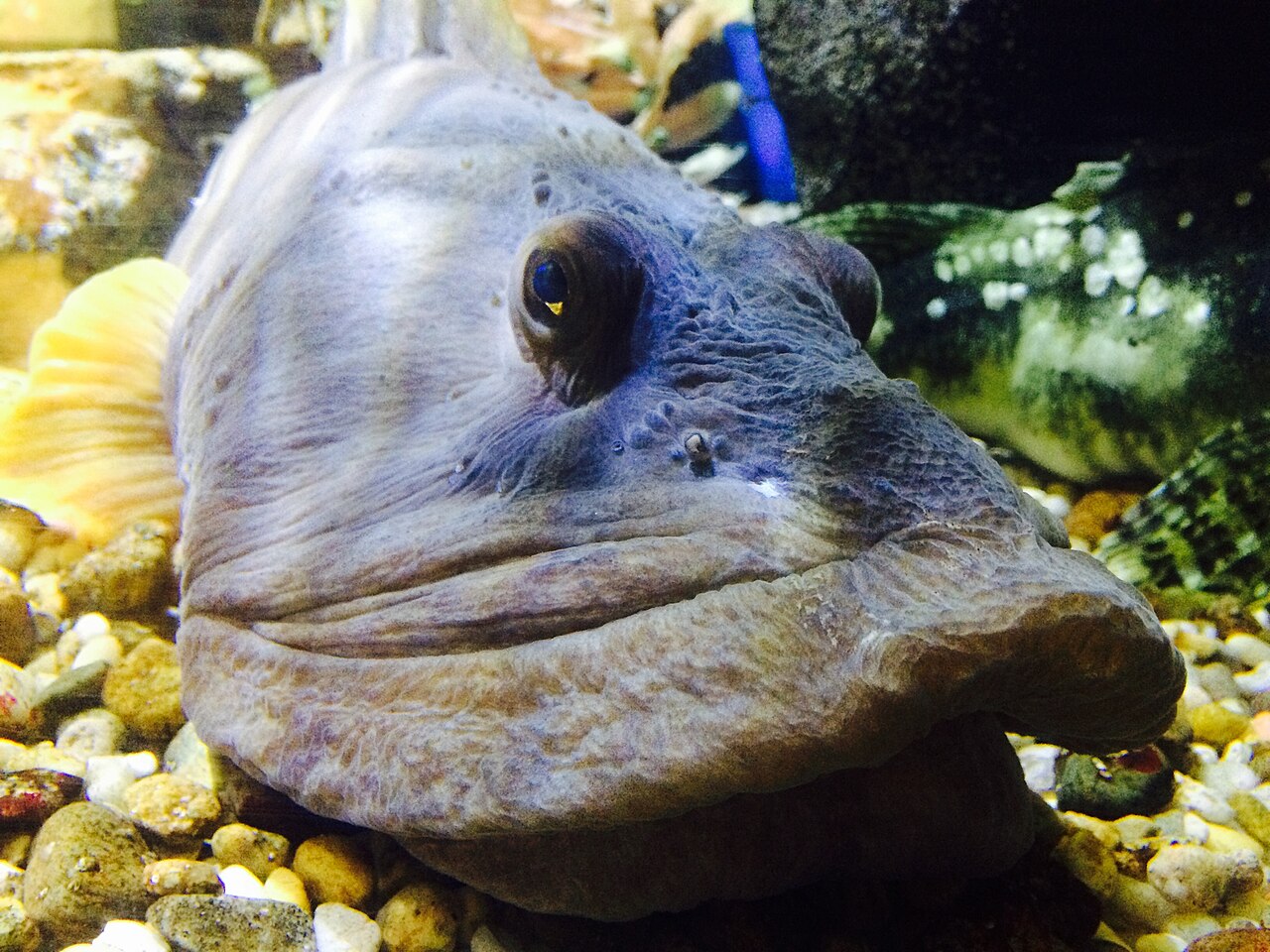 Ocean pout