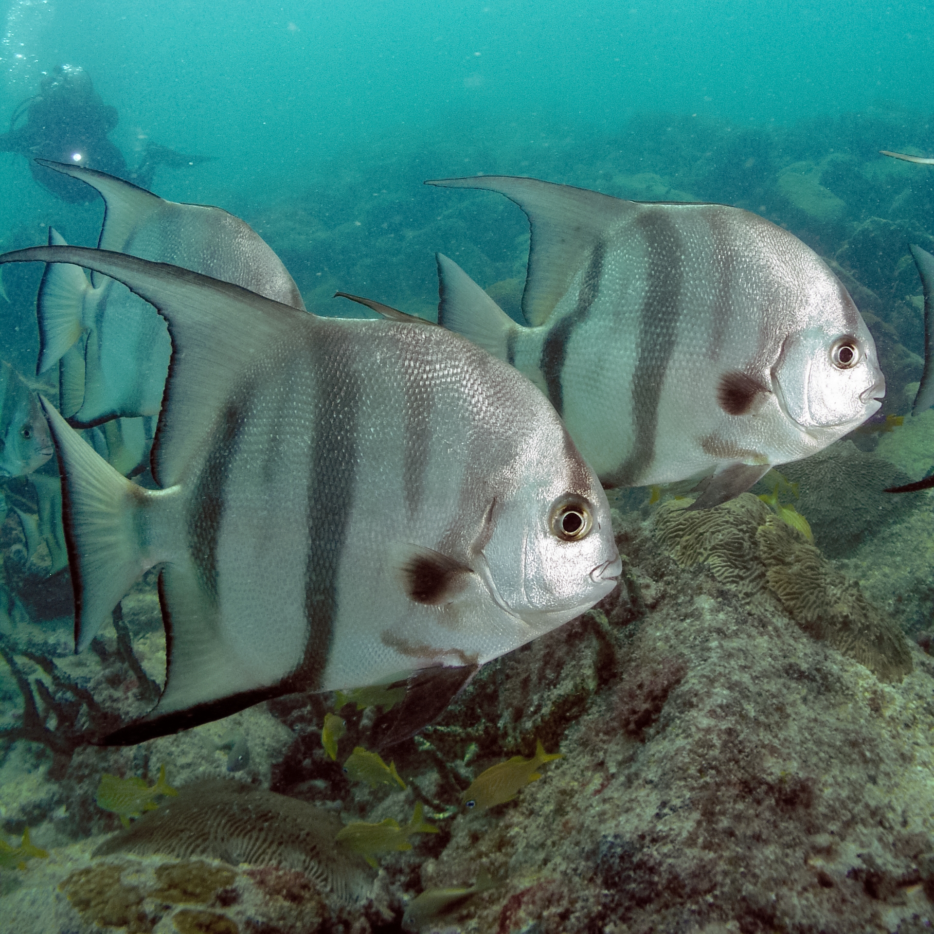 Spadefish