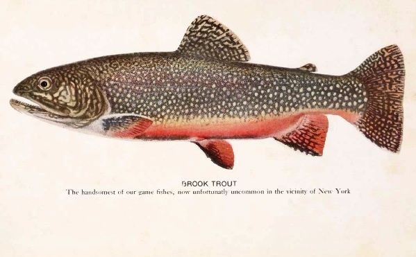 Seatrout