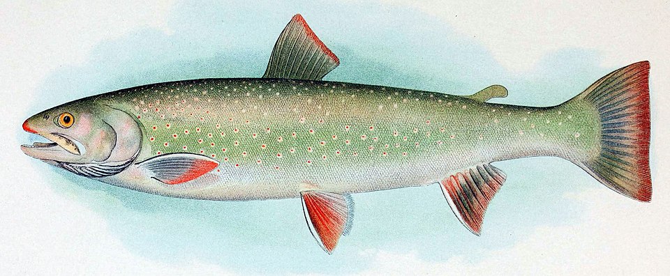 Dolly Varden