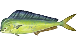 Mahimahi