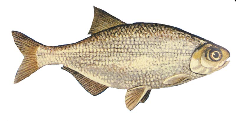 Goldeye