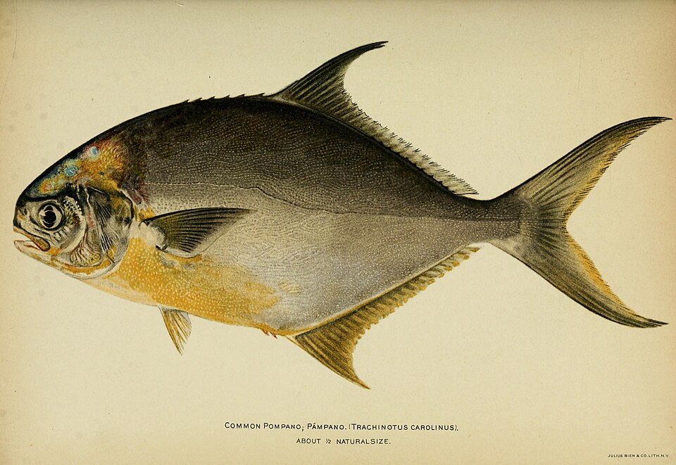 Pompano