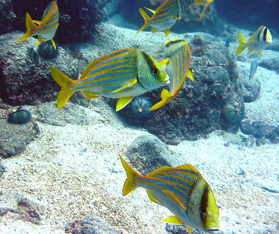Porkfish