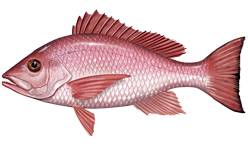 Red snapper