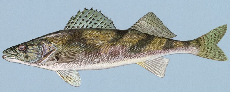 Sauger