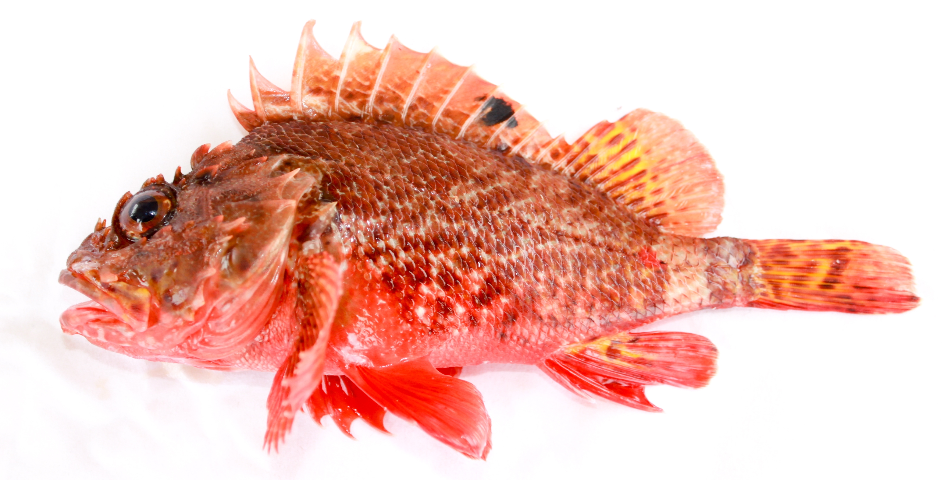 Scorpionfish