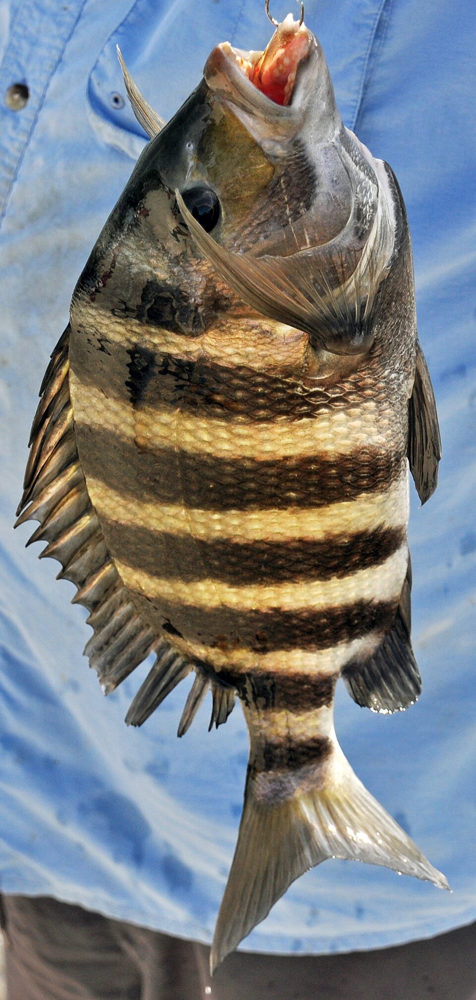 Sheepshead