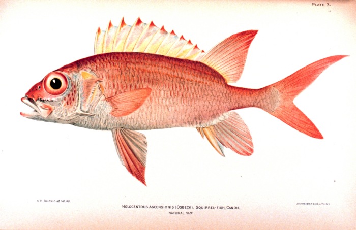 Squirrelfish