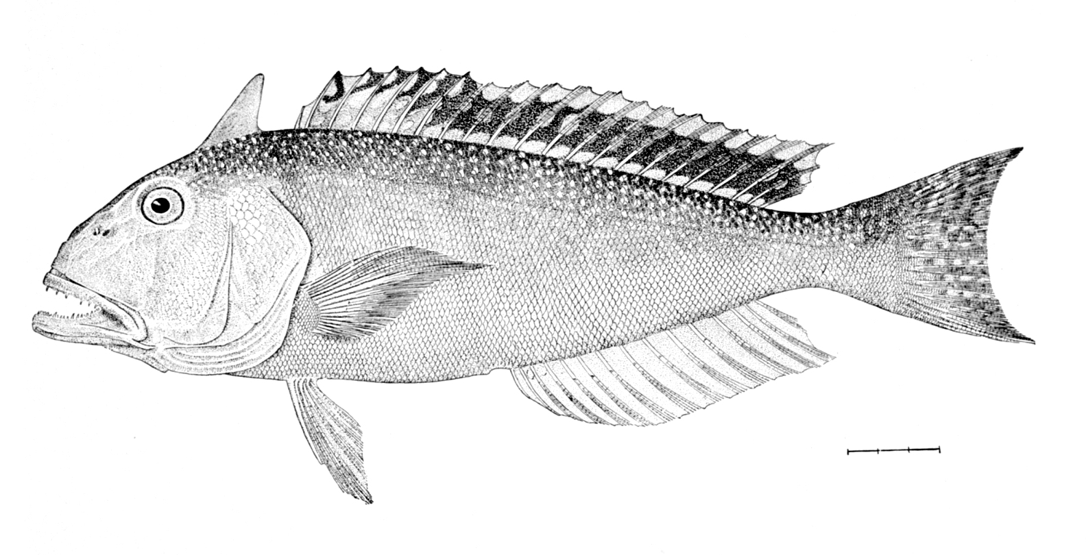 Tilefish