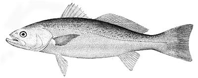 Weakfish
